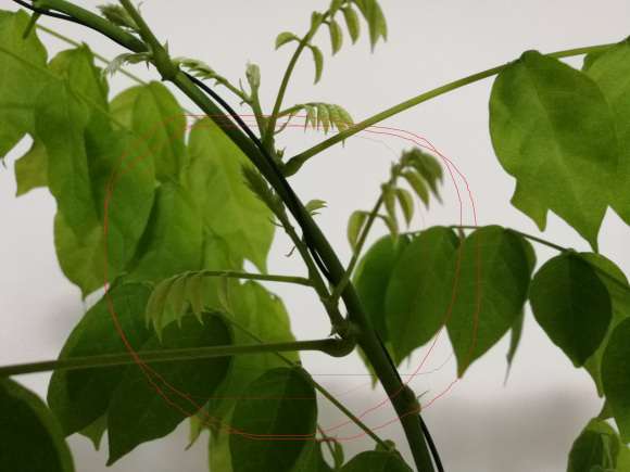 为什么紫藤下山桩开花一般5-10年 图片