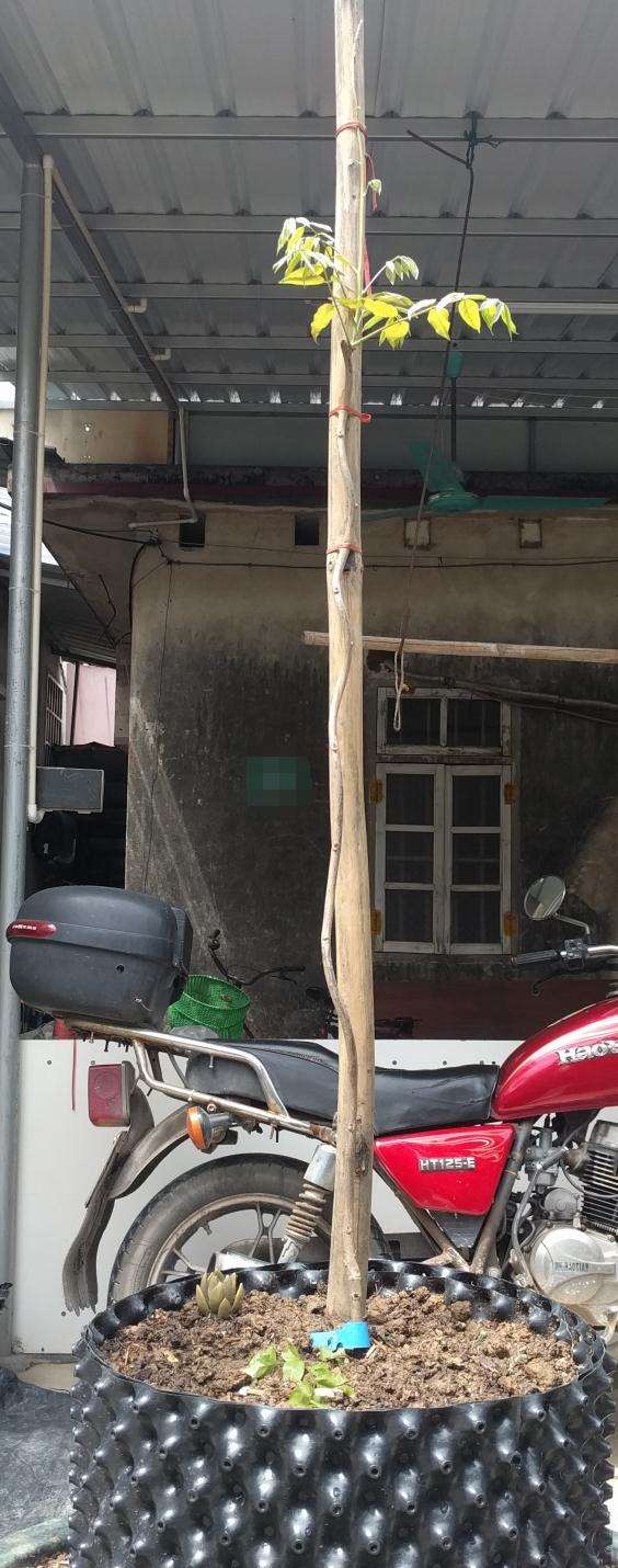 为什么紫藤下山桩开花一般5-10年 图片