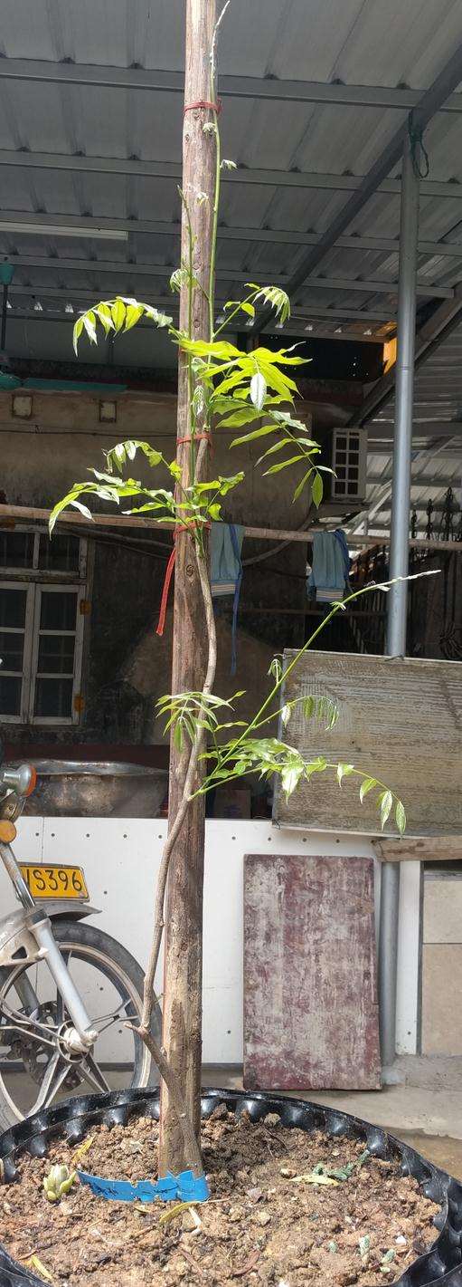 为什么紫藤下山桩开花一般5-10年 图片