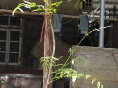 为什么紫藤下山桩开花一般5-10年 图片