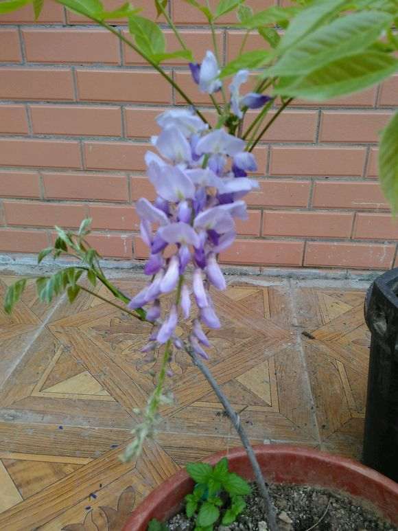 紫藤下山桩从未开过花 怎么办 图片