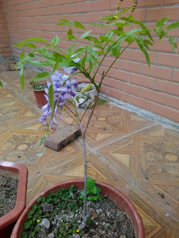 紫藤下山桩从未开过花 怎么办 图片