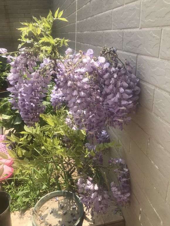 紫藤下山桩从未开过花 怎么办 图片