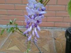 紫藤下山桩从未开过花 怎么办 图片