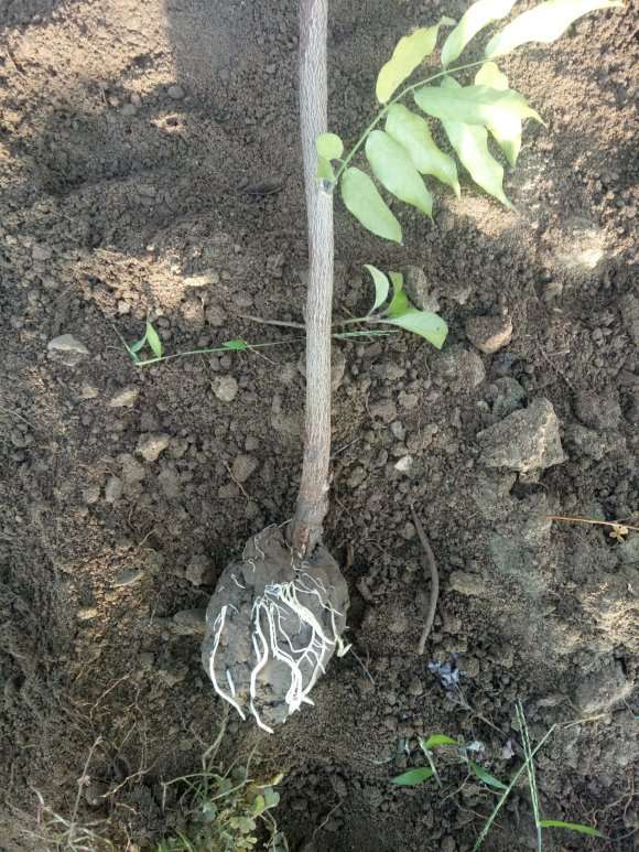 紫藤下山桩高压繁殖生根不错 怎么样