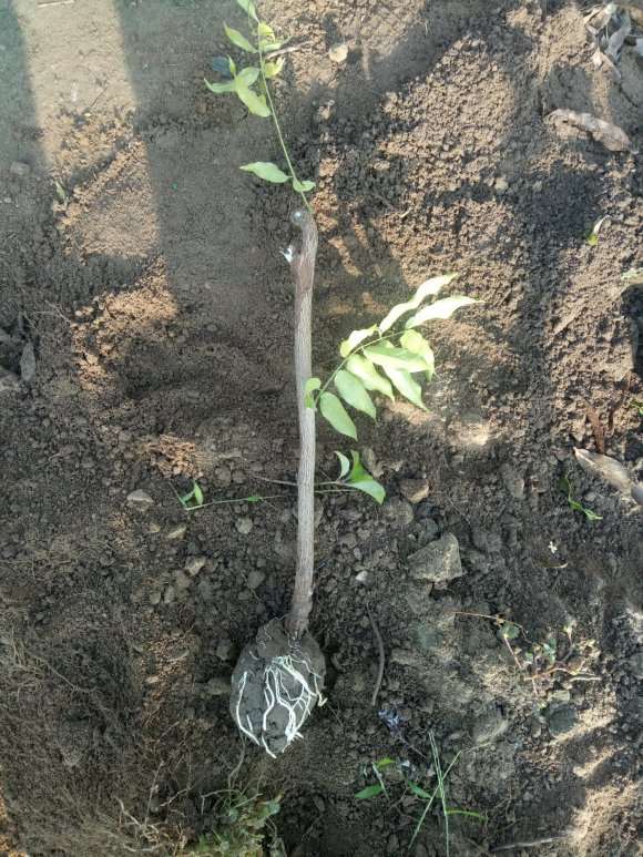 紫藤下山桩高压繁殖生根不错 怎么样