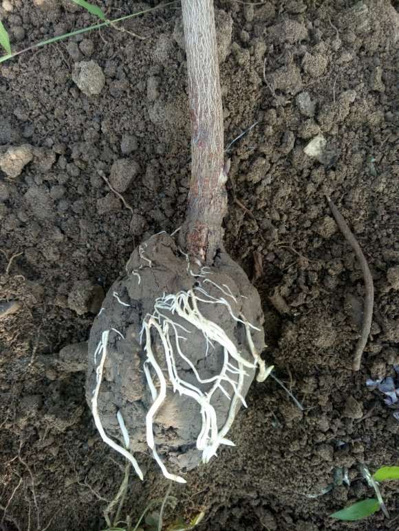 紫藤下山桩高压繁殖生根不错 怎么样