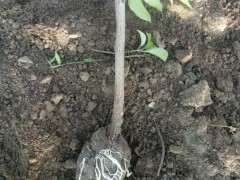 紫藤下山桩高压繁殖生根不错 可以吗