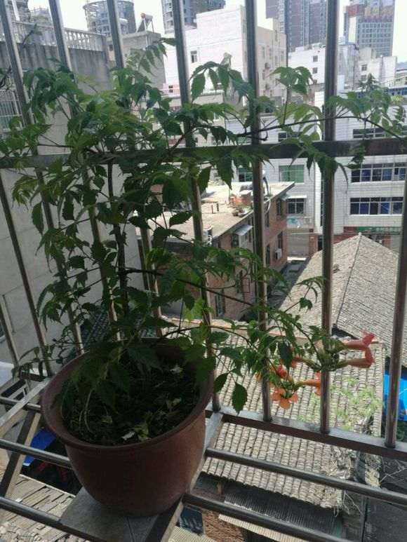 阳台栽种紫藤下山桩 怎么样 图片