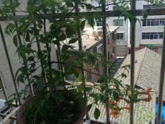 阳台栽种紫藤下山桩 可以吗 图片