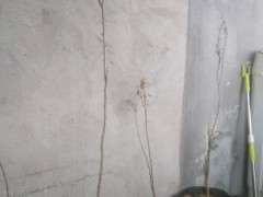 紫藤下山桩是不是死了 怎么办 图片