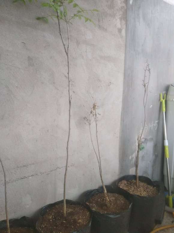 紫藤下山桩播种多久可以发芽开花 图片