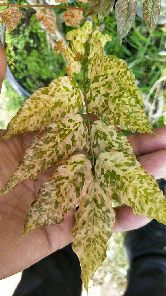 紫藤下山桩播种多久可以发芽开花 图片