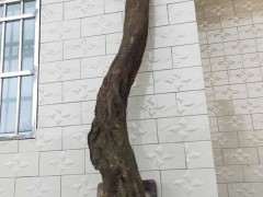 为什么紫藤下山桩要用生根水泡 图片