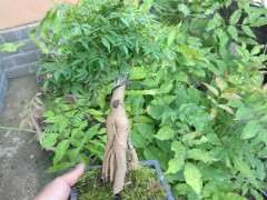 日本紫藤下山桩有毒么 是不是 图片