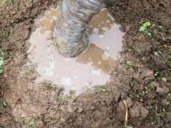 挖了个紫藤下山桩没什么根 怎么办 图片