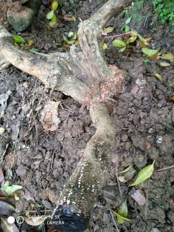 种紫藤下山桩要包保鲜膜 怎么办 图片