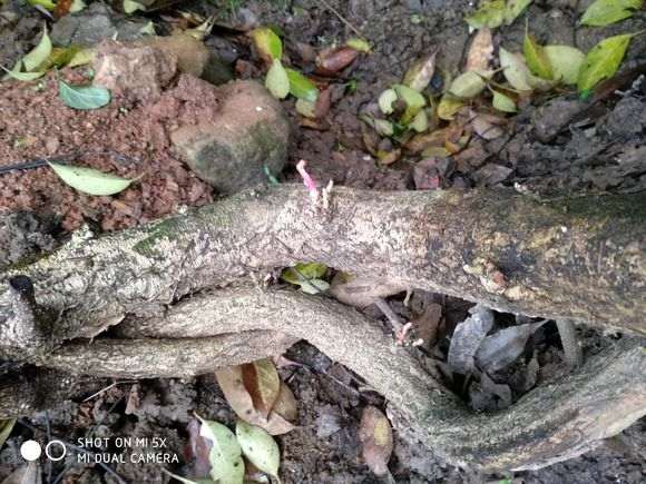 种紫藤下山桩要包保鲜膜 怎么办 图片