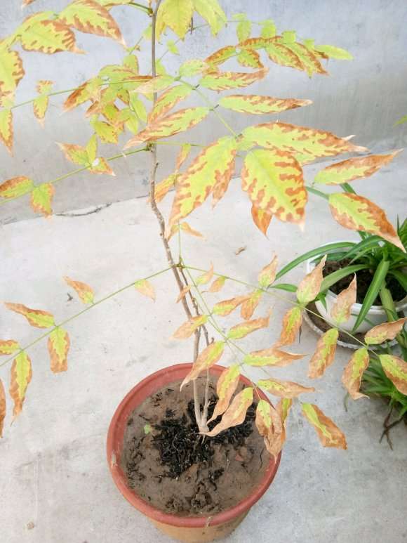 紫藤下山桩叶子一圈发黄枯死 怎么办 图片