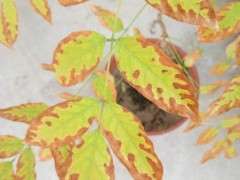 紫藤下山桩叶子一圈发黄枯死 怎么办 图片