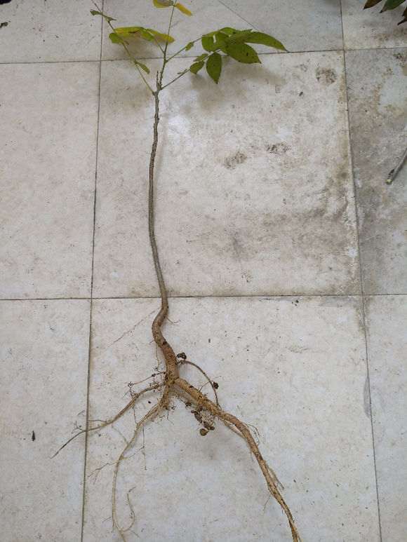 紫藤下山桩怎么嫁接的图示 图片