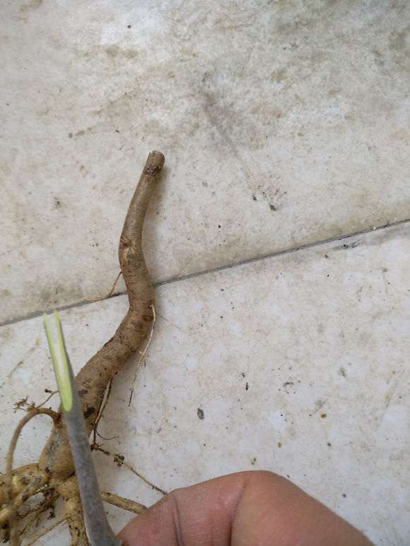 紫藤下山桩怎么嫁接的图示 图片