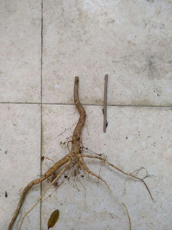 紫藤下山桩怎么嫁接的图示 图片