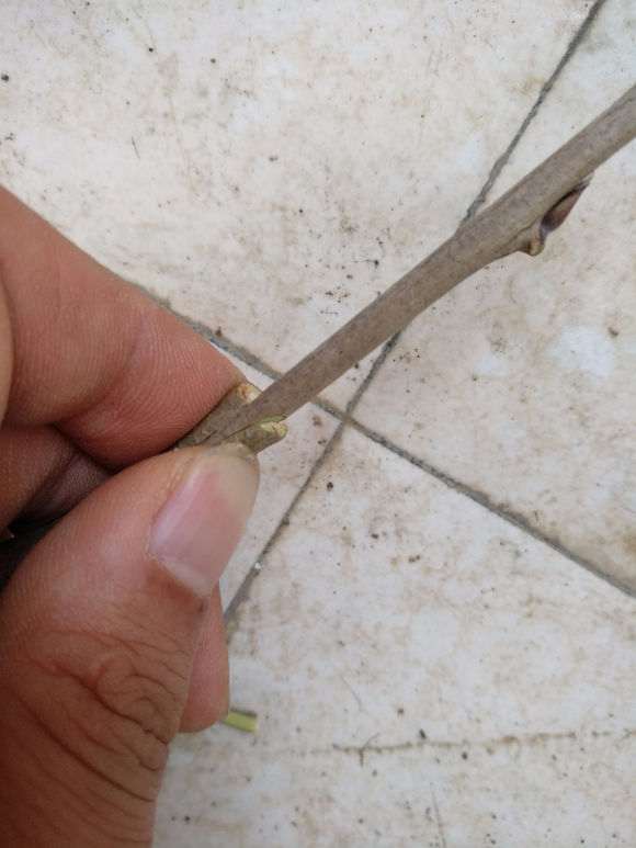 紫藤下山桩怎么嫁接的图示 图片