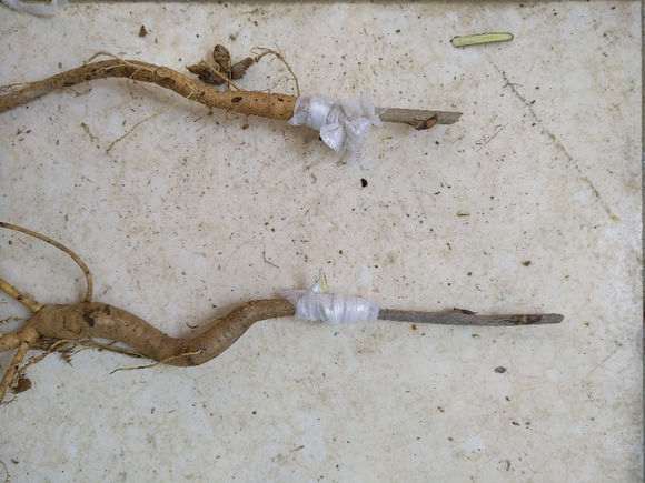 紫藤下山桩怎么嫁接的图示 图片