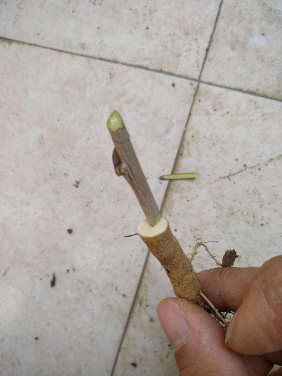 紫藤下山桩怎么嫁接的图示 图片