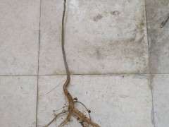 紫藤下山桩怎么嫁接的图示 图片