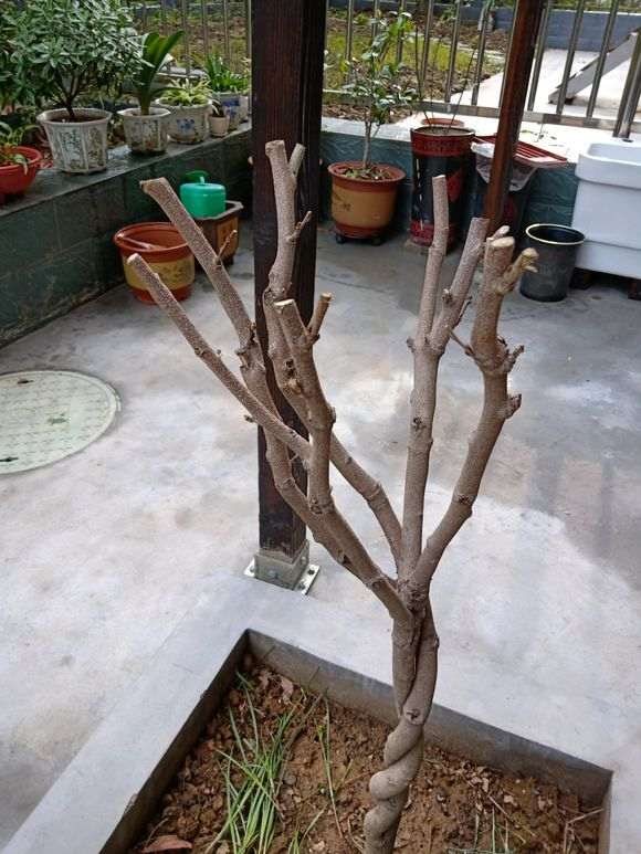 紫藤下山桩还没发芽 怎么办 图片