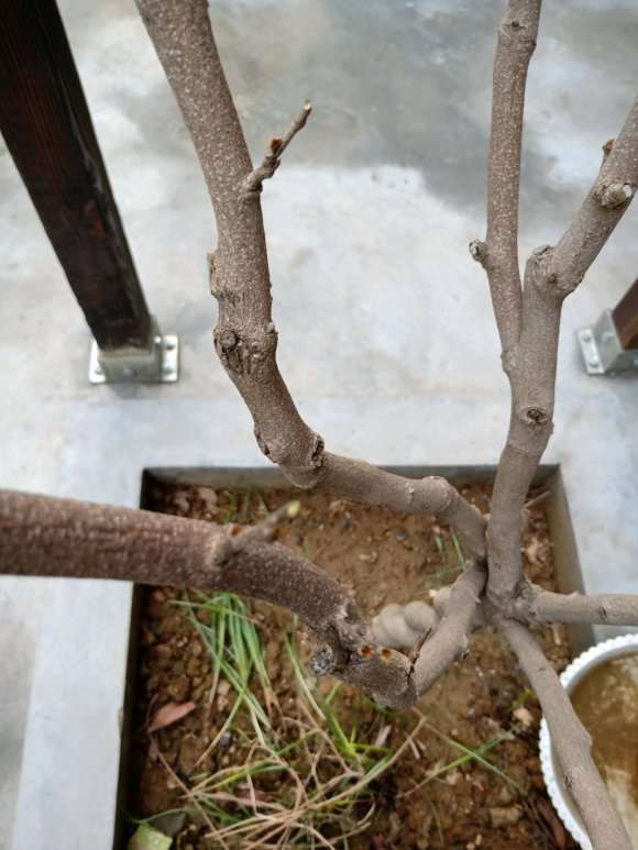 紫藤下山桩还没发芽 怎么办 图片