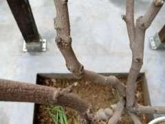 紫藤下山桩还没发芽 怎么办 图片