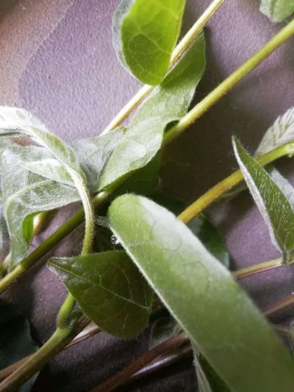 紫藤下山桩 叶子有黄癍 怎么办 图片