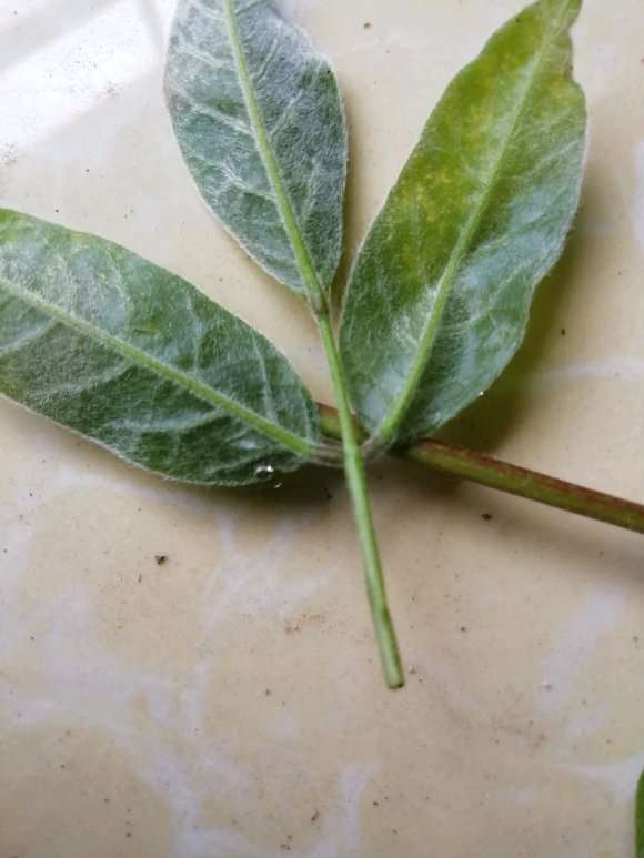 紫藤下山桩 叶子有黄癍 怎么办 图片