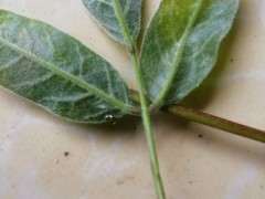 紫藤下山桩 叶子有黄癍 怎么办 图片