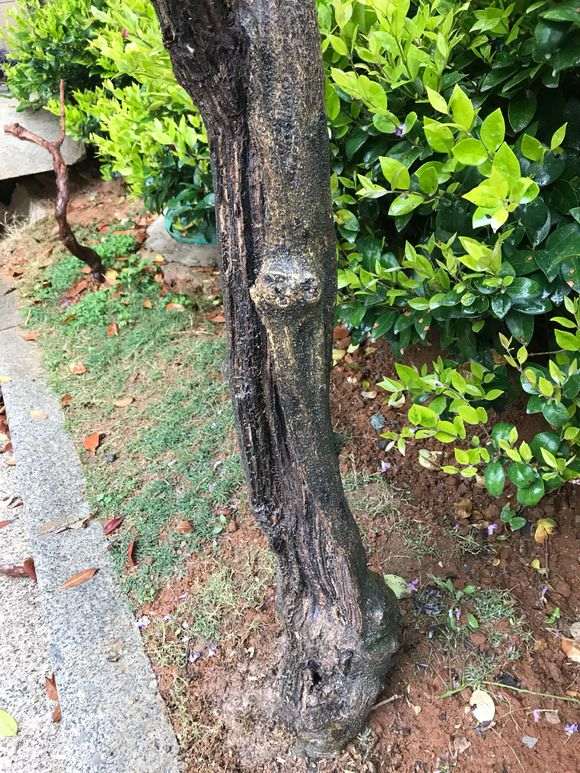 紫藤下山桩有腐烂问题 怎么办 图片