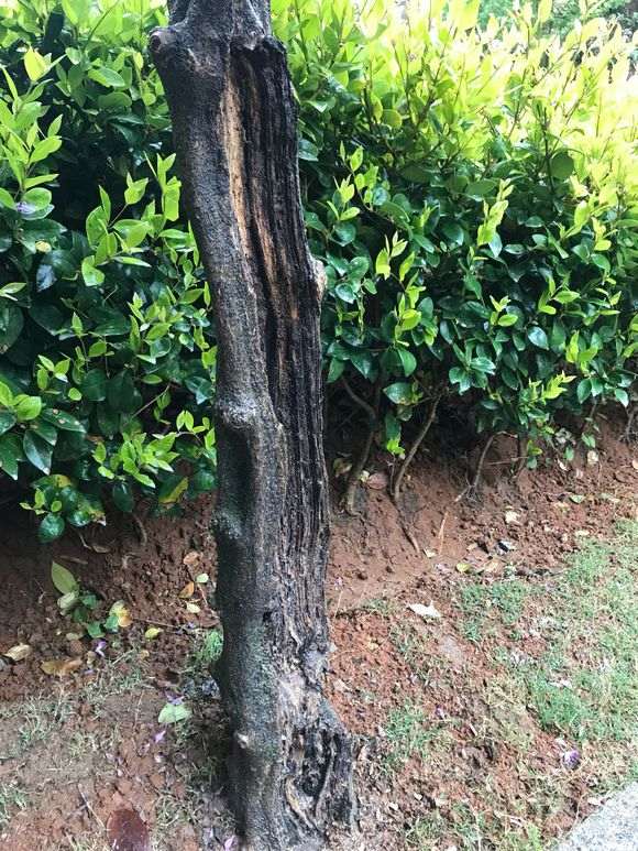 紫藤下山桩有腐烂问题 怎么办 图片