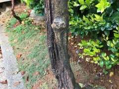 紫藤下山桩有腐烂问题 怎么办 图片