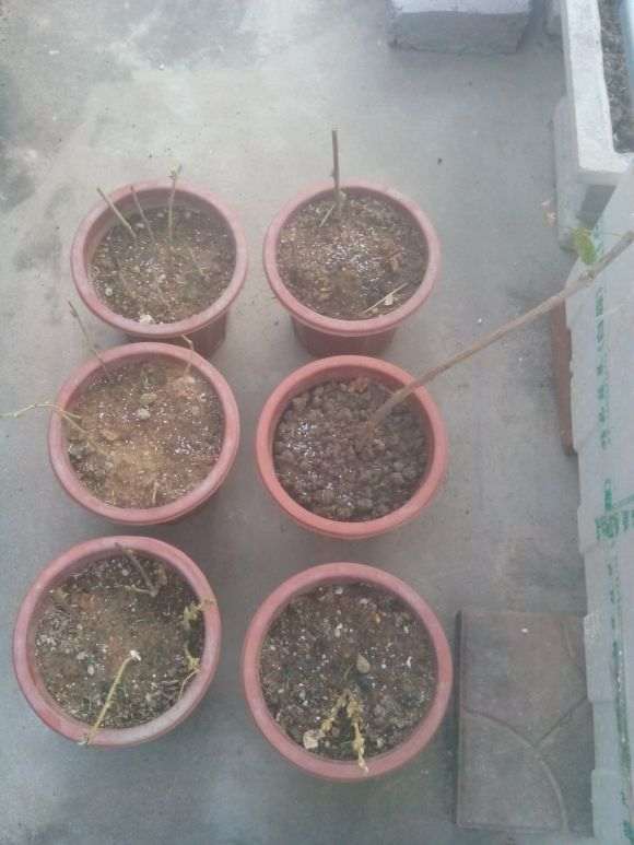 紫藤下山桩多久生根可以移栽 图片