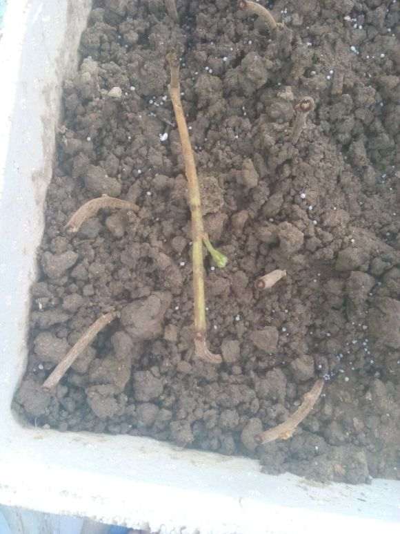 紫藤下山桩多久生根可以移栽 图片