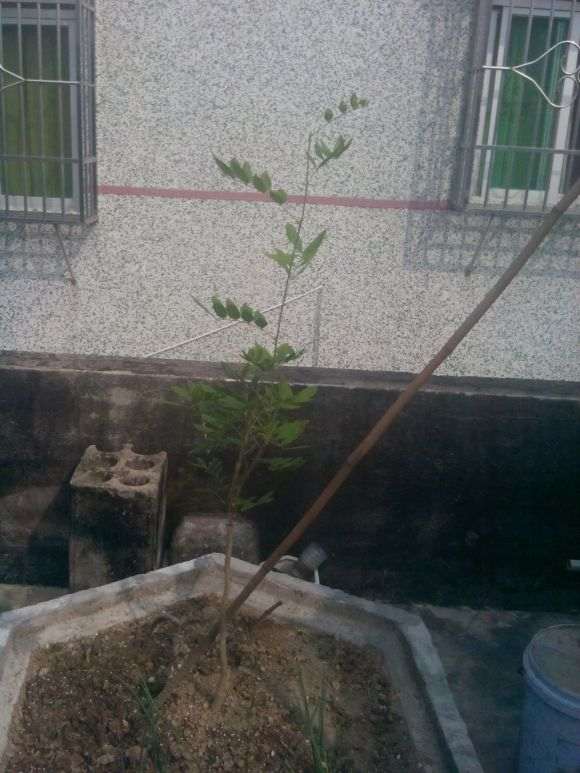 紫藤下山桩多久生根可以移栽 图片