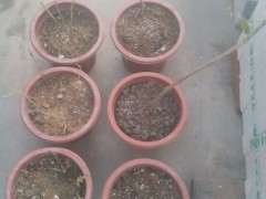 紫藤下山桩多久生根可以移栽 图片