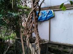 紫藤下山桩怎么是这样的 怎么办 图片