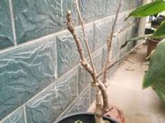 紫藤下山桩还没有发芽 怎么办 图片