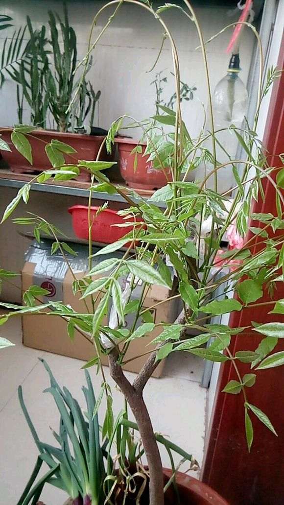 紫藤下山桩是什么藤就不懂了 图片