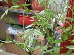 紫藤下山桩是什么藤就不懂了 图片