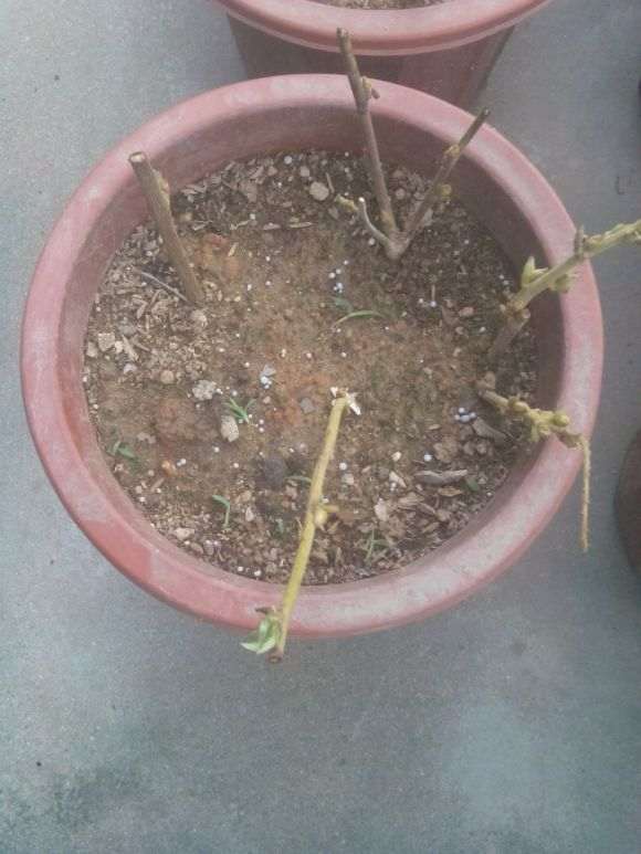 紫藤下山桩的枝子扦插可以活吗 图片