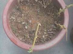 紫藤下山桩的枝子扦插可以活吗 图片